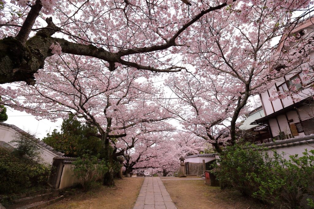 尾道西國寺の桜