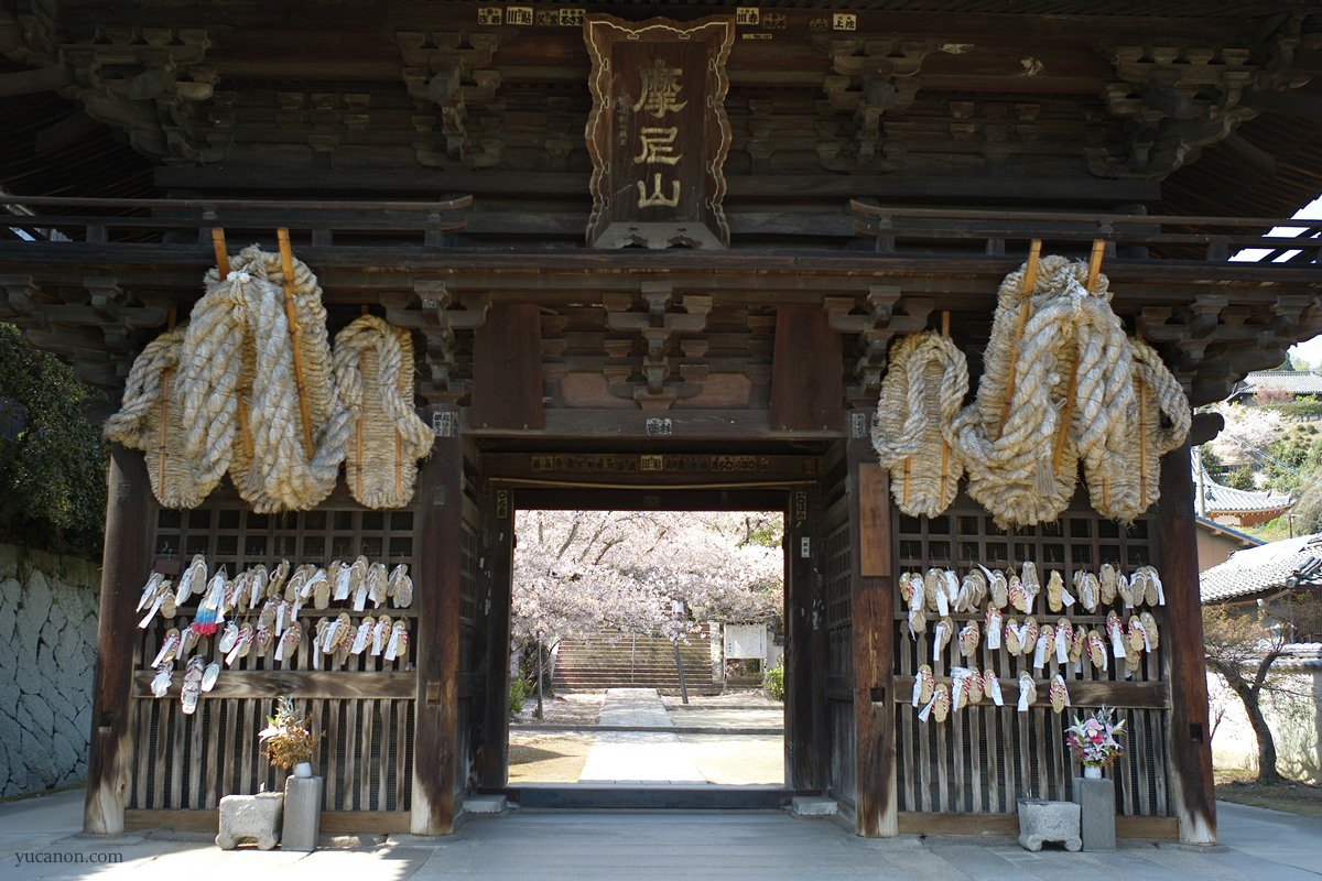 尾道西國寺の桜
